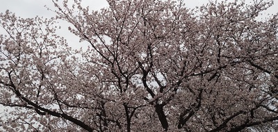 『桜』